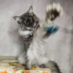 Maine Coon father Calvin - photo 1