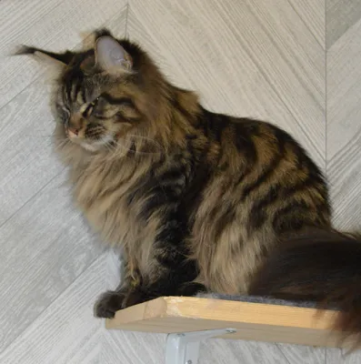 Котенок мейн-кун