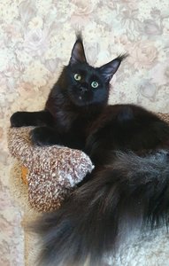 Maine Coon kitten Черный MCO n  Boy - photo 1