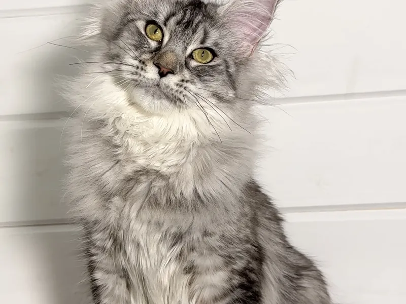 Maine Coon kitten Черный серебрянный тигровый MCO ns 23 Girl