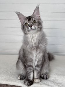 Maine Coon kitten Черный тикированный на  серебре MCO ns 25 Girl - photo 1