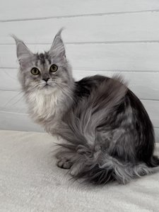 Maine Coon kitten Черный серебрянный тигровый MCO ns 23 Girl - photo 1