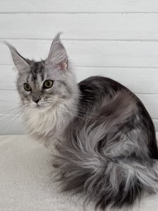 Maine Coon kitten Черный серебрянный тигровый MCO ns 23 Girl - photo 3
