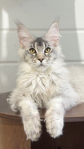 Ferdinand