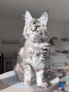 Cora