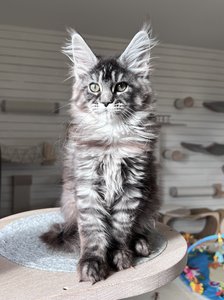 Cleopatra