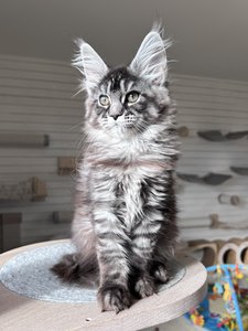 Cleopatra