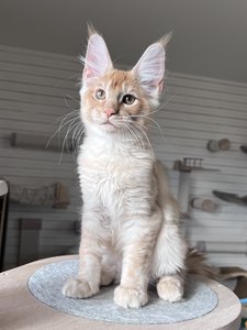 Casper