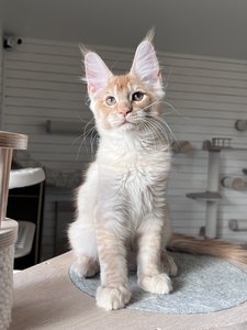 Casper