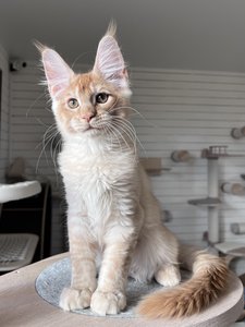 Casper